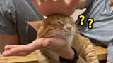 Getting My Cat A Head Massage