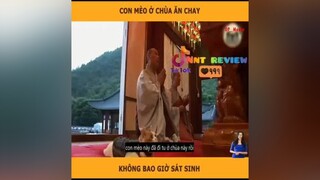Con mèo Đi tu 🐱 reviewphimhay tvshowhay nntreview2 reviewphim mereviewphim