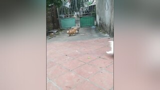 Yêu Bo Bông Bơ ko ạ? cunyeucuadua yeucho yeuchomeo cún cúncon chó chómèo chócon chókhôn yeuchomeo chócute pet dog dogsoftiktok