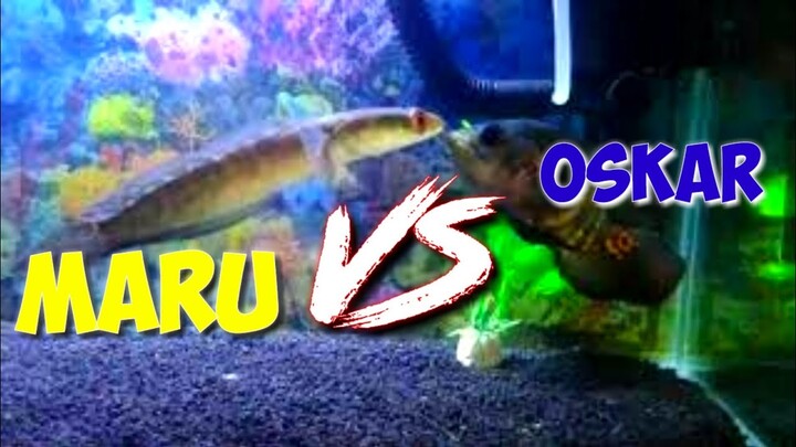 MARU MATA MERAH VS OSKAR SIAPA YANG MENANG ??? ADU IKAN HIAS PREDATOR