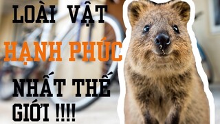 QUOKKA - sự thật về LOÀI VẬT CHỈ BIẾT CƯỜI ( loài vật hạnh phúc nhất thế giới ) | Khám Phá Dayspet