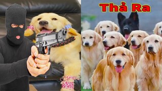 Thú Cưng TV | Trứng Vàng và Trứng Bạc #50 | Chó Golden Gâu Đần thông minh vui nhộn | Pets smart dog