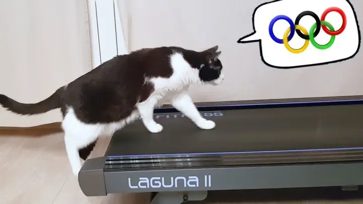 How A Cat Learn to Run on A Treadmill in 7 Days