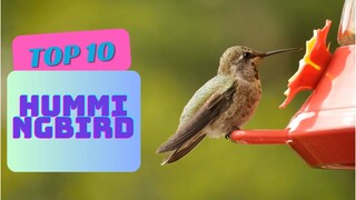 Hummingbird 4K Video