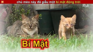 Con  Mèo Bí Ẩn Này Đang Che Giấu Một Bí Mật Động Trời || Review Con Người Và Cuộc Sống