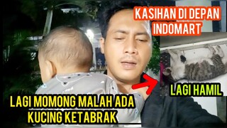 Astagfirullah Kucing Hamil Menangis Minta Tolong Di Pinggir Jalan Karena Ketabrrak..!