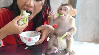 Baby Monkey | Little Maki Very Enjoy Eating Vegetables For Snacks with Mom Look So Delicious