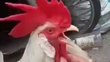 trending brood cock