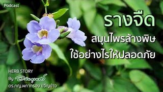 รางจืด สมุนไพรล้างพิษ ใช้อย่างไรให้ปลอดภัย