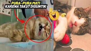 Lucu & Menggemaskan! Kucing Pura-pura Mati Karena Takut Disuntik - Kucing Lucu Pura-pura Pingsan