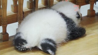 大熊猫睡觉有多可爱？也就看了亿遍吧！