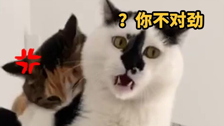 家庭地位在中间的猫是最难的……