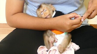 Awesome Adorable Baby Monkey Maku Sleep on leg While Mom Clean  Nails To Him