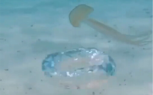 Jellyfish: Is this something humans do? ? ?