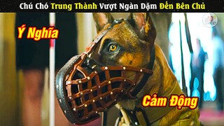 Review Phim Cảm Động Chú Chó Trung Thành Vượt Ngàn Dặm Để Đến Bên Chủ