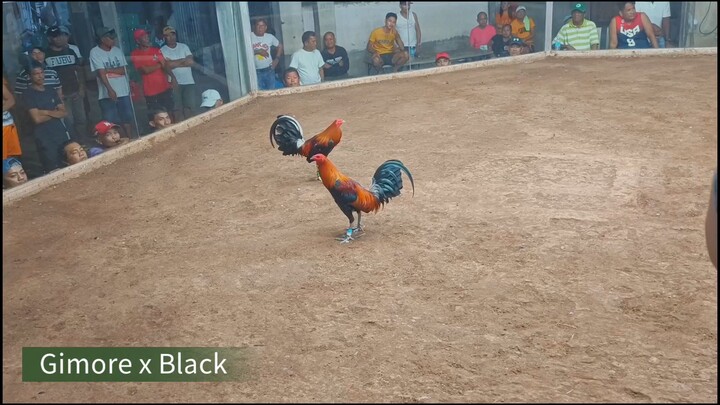 Gilmore x black (1st win)