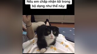 Chịu thì chịu hông chịu ráng chịu 🤷🏻‍♀️ mèo cat catsoftiktok cats catlover fyp foryoupage 고양이 fypシ NgayPhuNuVN2021 DanhBayVirus