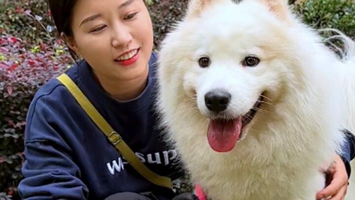 Unexpectedly, when I walked my dog, I met a real licking dog~ and was forcefully kissed by a Samoyed
