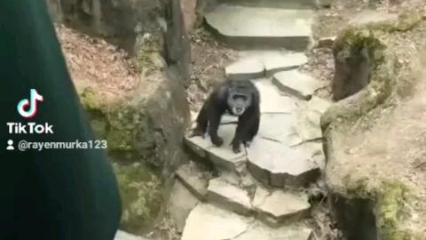 simpanse sesad