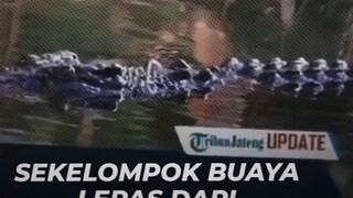 sekolompok buaya lepas dari pekarangan 🗿😱😱🤭