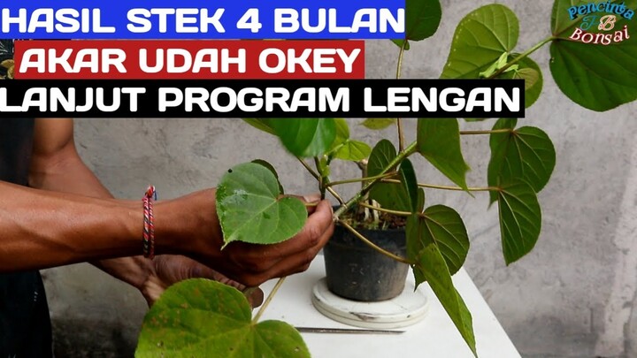 Waru india hasil stek 4 bulanan//program lanjutan