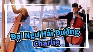 [Nhạc Đại Ngư Hải Đưởng] Charlie Bigfish &Đàn Hạc Begonia &Đàn Cello Cover