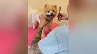 chómeodễthương chókhôn chó