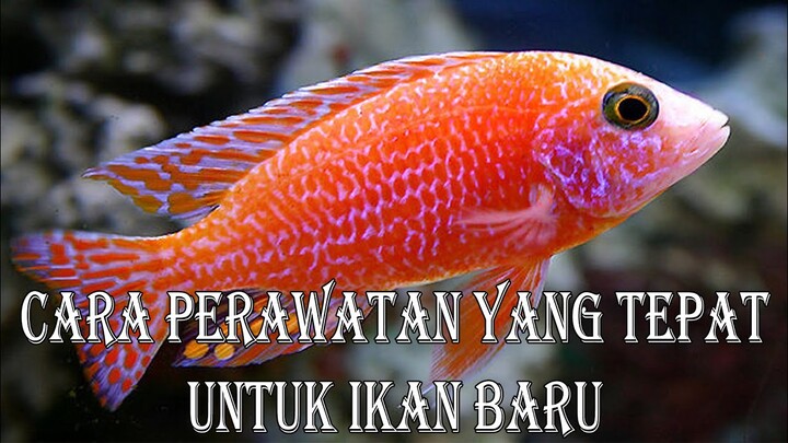 Cara Perawatan yang tepat untuk Ikan Baru - Lakukan Proses Aklimatisasi