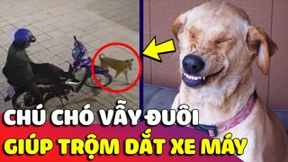 Cảm động 'CHÚ CHÓ' vẫy đuôi trông 'CHỦ NHÀ' để trộm yên tâm dắt chiếc xe Wake mới cứng 😅 Gâu Đần