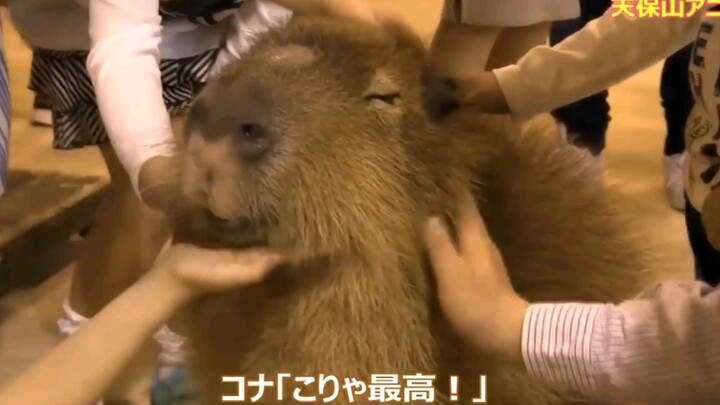 Capybara Sungguh Teman Segalanya, Sentuhan Anak Manusia Juga Diterima