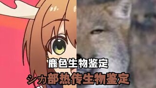 【鹿乃子热门生物鉴定】🦌:神经,这也能整?!