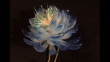 Handmade|Make Epiphyllum Haripin