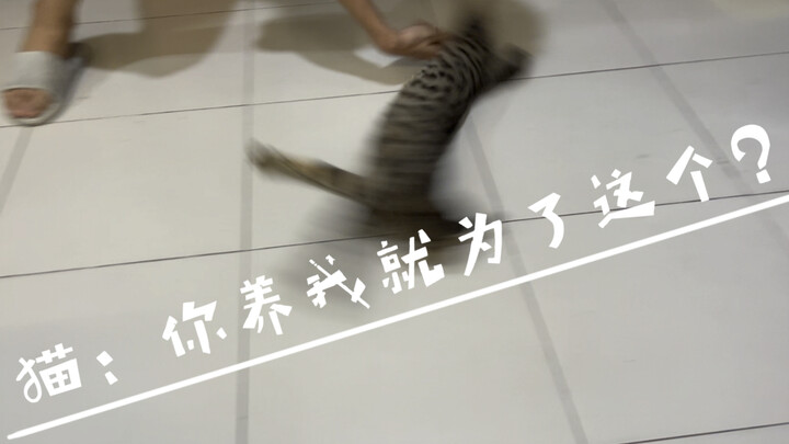 猫：猫的天敌是狗