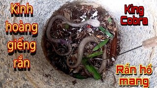 Kinh Hoàng Giếng Rắn Hổ Mang Trong Căn Nhà Không Người Ở | Trần Thạch Vlogs