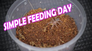 Simple Feeding Day | Vlog#25