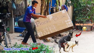 Wow !! Best Prank Super Huge Box Prank on Dog  try not to laugh