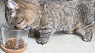 [Satwa] [Liar] Mukbang harimau jadian! Kucing makan dengan renyah!