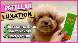 CAN TOY POODLES GET LUXATING PATELLA| How to manage| The Poodle Mom