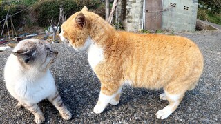 Tonton Dua Kucing Saling Berantem di Pantai