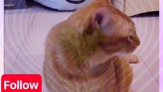 Buti Yung pusa Ang galing kumanta😺❤️