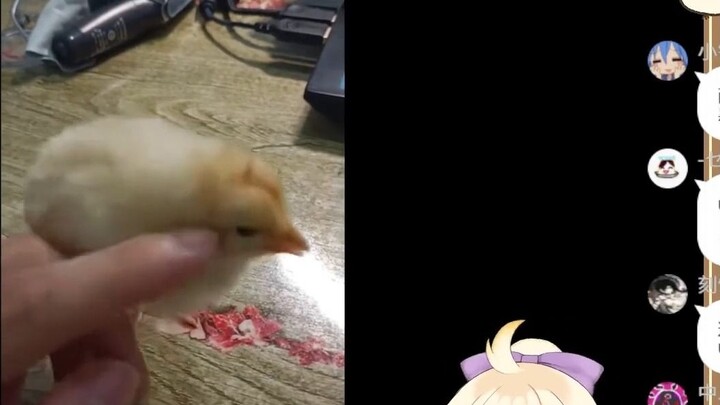 Công chúa gà Nhật Bản xem video gà con và hoàn toàn đặt mình vào đó