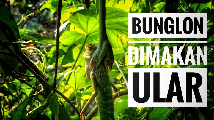 Penampakan ular hijau memakan bunglon