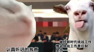 「道士猫meme」我家是怎么拥有一个道观的，从0开始的道观生活！