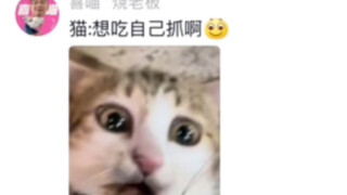 路过的小猫不能乱摸