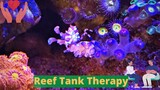 My Reef Tank Therapy - The Journey!