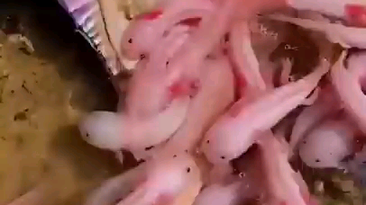 million fish