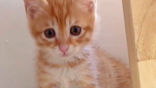 Phần tiếp theo của Stray Little Kittens, tôi mong rằng mỗi chú mèo con đi lạc đều có của riêng mình.