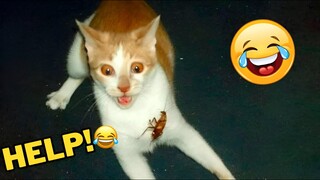 Funniest Animal Videos 2023😅 Best Funny Cats & Dogs Videos🥰8