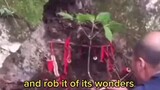 Real flying ginseng in China.