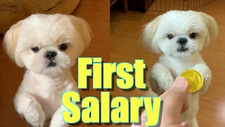 Borgy Finally Receives His First Salary ( Cute & Funny Dog Video)